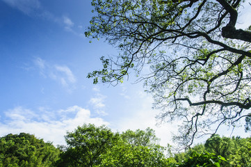 Green tree and blue sky background