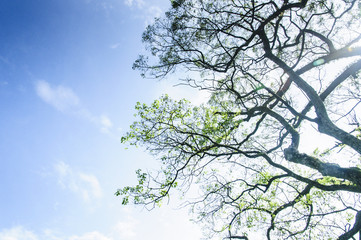 Green tree and blue sky background