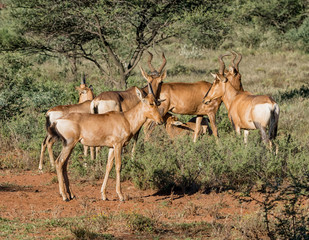Fototapeta premium Juvenile Red Hartebeest