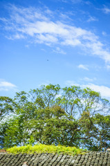 Fototapeta na wymiar Green tree and roof with blue sky