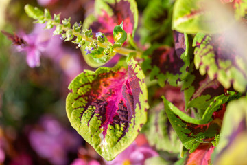 A Plectranthus scutellarioides flower in a garden