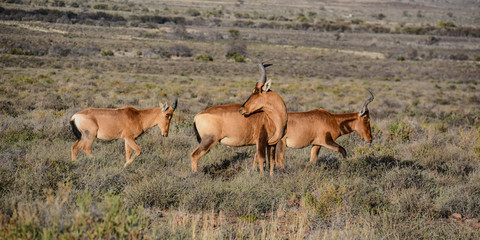 Red Hartebeest Group