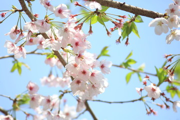 散り始めの桜