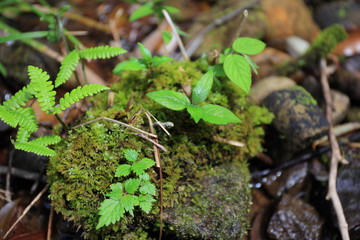 苔と若葉