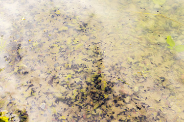 Water pond full of tadpoles and pollywog