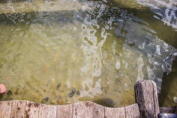 Water pond full of tadpoles and pollywog
