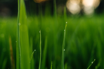 Obraz premium Ricefield