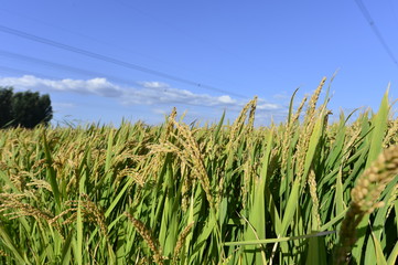 Mature rice in the field