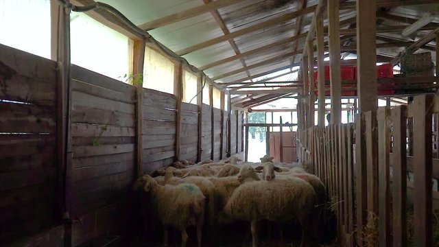 Sheep in a stable bred to prepare the cheese. Murazzano, Piedmont - Italy