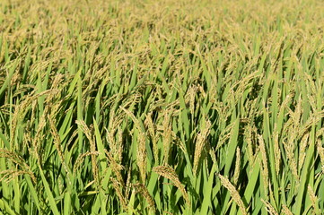 Mature rice in the field