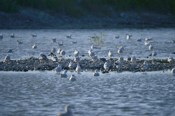 A beautiful bird in wetlands