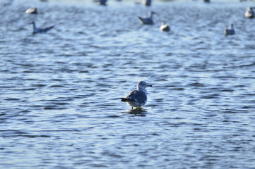Fototapeta premium A beautiful bird in wetlands