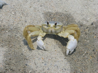 An ocean crab on the beach