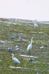 Fototapeta premium egret 