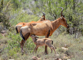 Baby Red Hartebeest Suckling