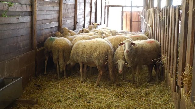 Sheep in a stable bred to prepare the cheese. Murazzano, Piedmont - Italy