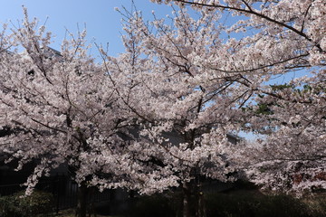 桜
