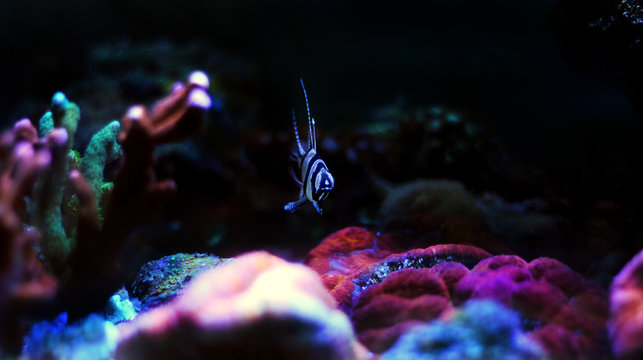 Banggai Cardinalfish - Pterapogon kauderni