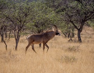Fototapeta premium Roan Antelope