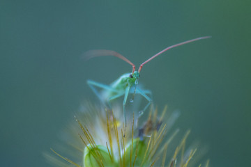 little green bug: head