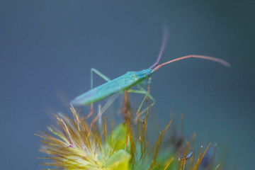little green bug: wings