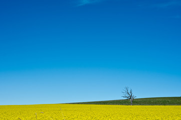 Blue sky background with canola crop in NSW Australia