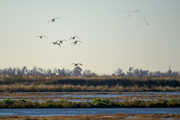 Flock of birds above grassed river