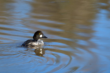Duck swimming in blue still lake