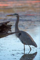 Great blue heron standing near log