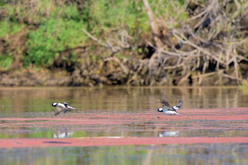 Ducks flying low over water
