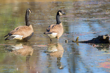 Canada geese standing in water