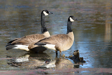 Canada geese resting in dirty water