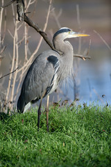 Great blue heron standing on grass