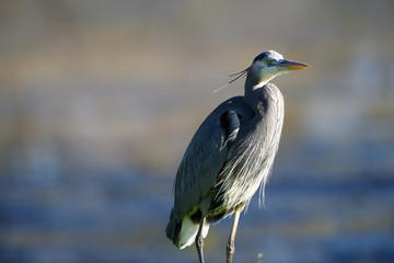 Great blue heron standing near water