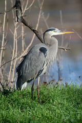 Great blue heron standing on shore