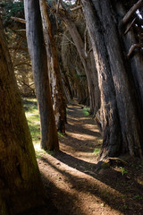 Narrow path in forest