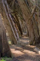 Bent trees near narrow path