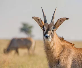  Roan Antelope Portrait © Cathy Withers-Clarke