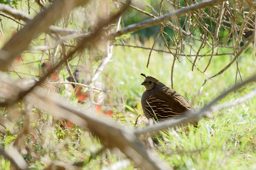 Wild bird sitting near bush