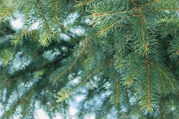Needles, green fir branch.