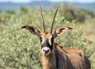 Roan Antelope