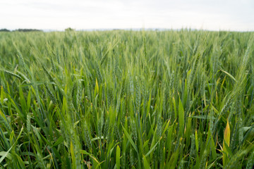agriculture field of green winter wheat
