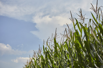 Cornfield in late summer, Amish Country, Lancaster County, Pennsylvania, USA