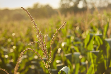 Cornfield in late summer, Amish Country, Lancaster County, Pennsylvania, USA