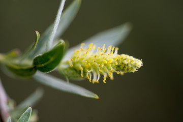 small close up of yellow flowers