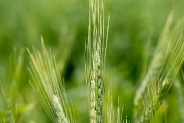 agriculture field of green winter wheat