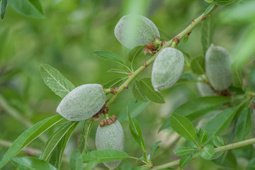 un ripe almonds in tree