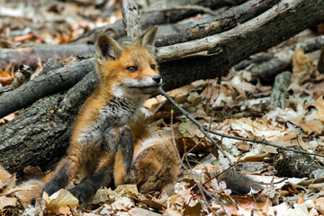 Beautiful fox cub. 