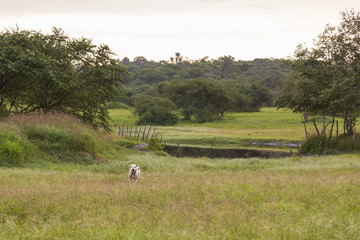 Cachorro Caçador no Campo