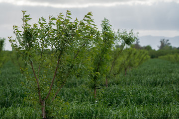 un ripe almonds in tree